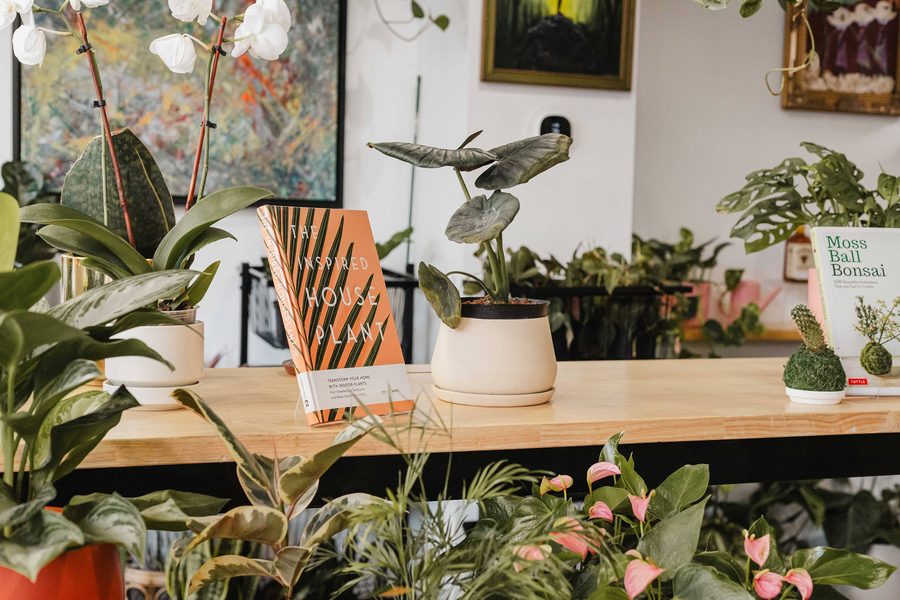 Plants and original artwork on the counter in the Gallery at Stem and Vine