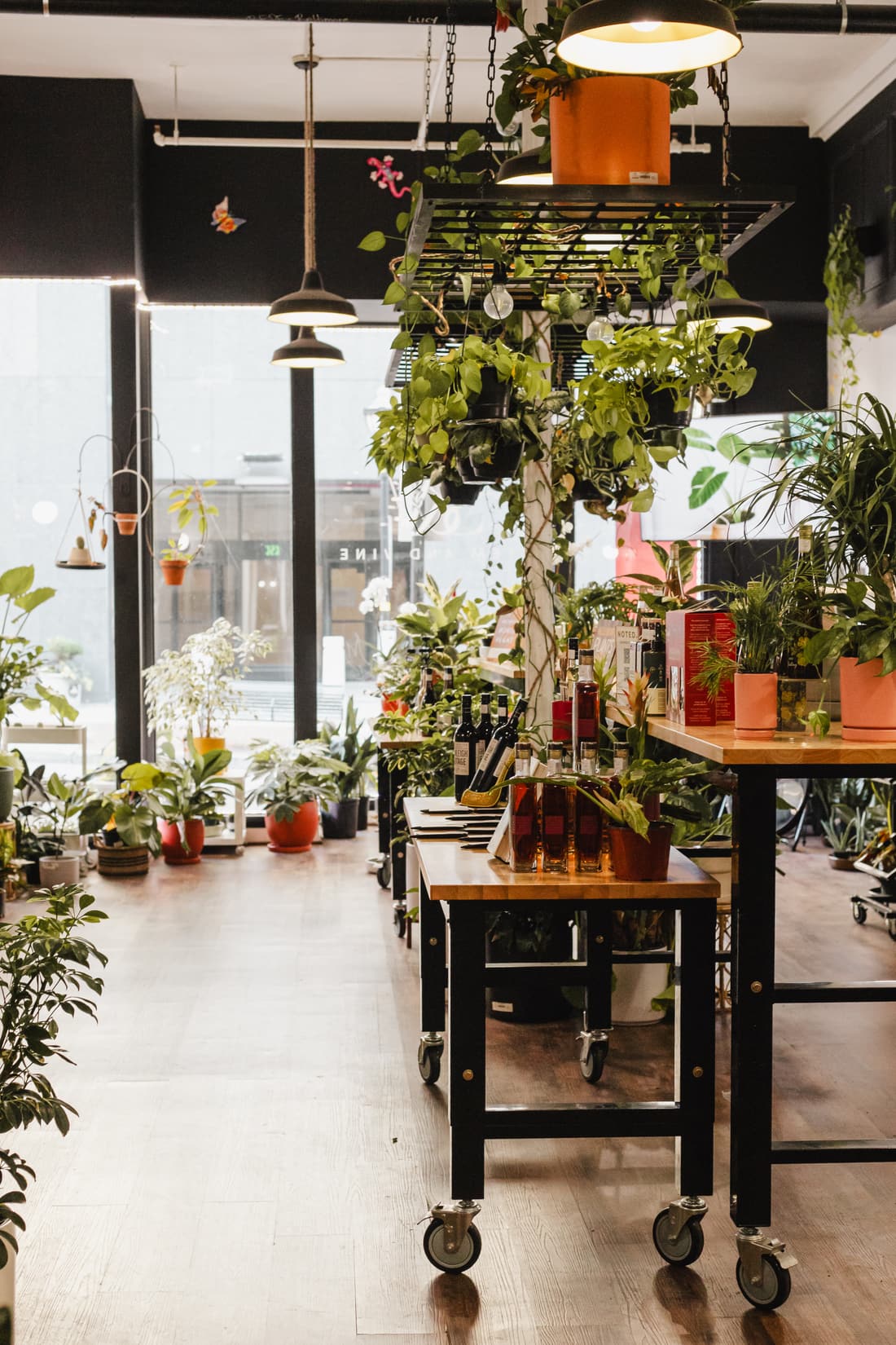 Potted plants on a wooden table beneath hanging greenery in the window at Stem & Vine, Baltimore
