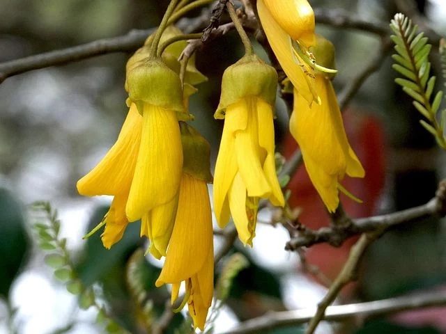 Yellow kowhai blossoms, the national flower of New Zealand