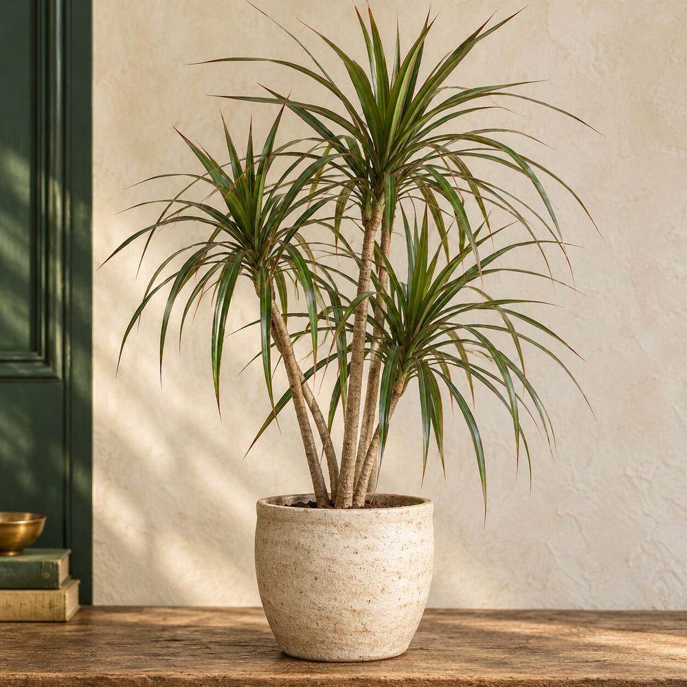 A dragon tree with slim arching red-edged leaves in a cream ceramic pot. One of the African houseplants in the Stem & Vine plant atlas, Baltimore.
