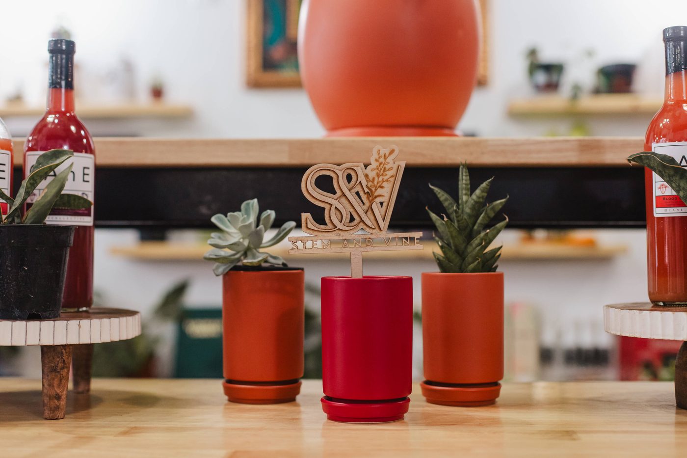 Succulents in terracotta pots on the bar at Stem & Vine in Baltimore