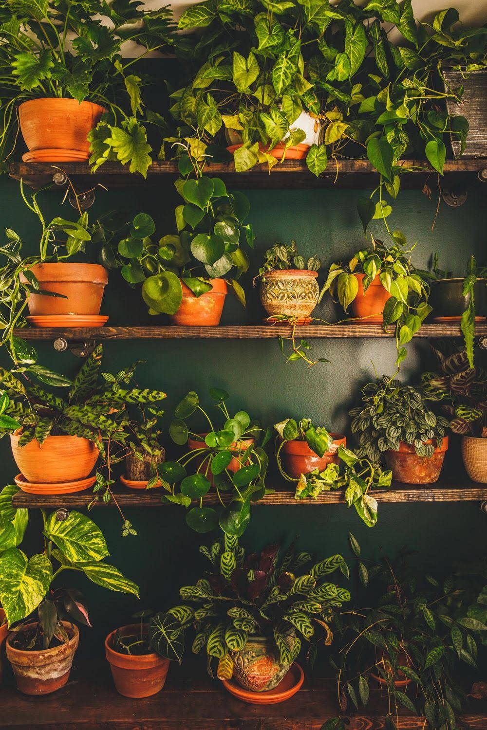 Houseplants in terracotta pots lining dark green shelves