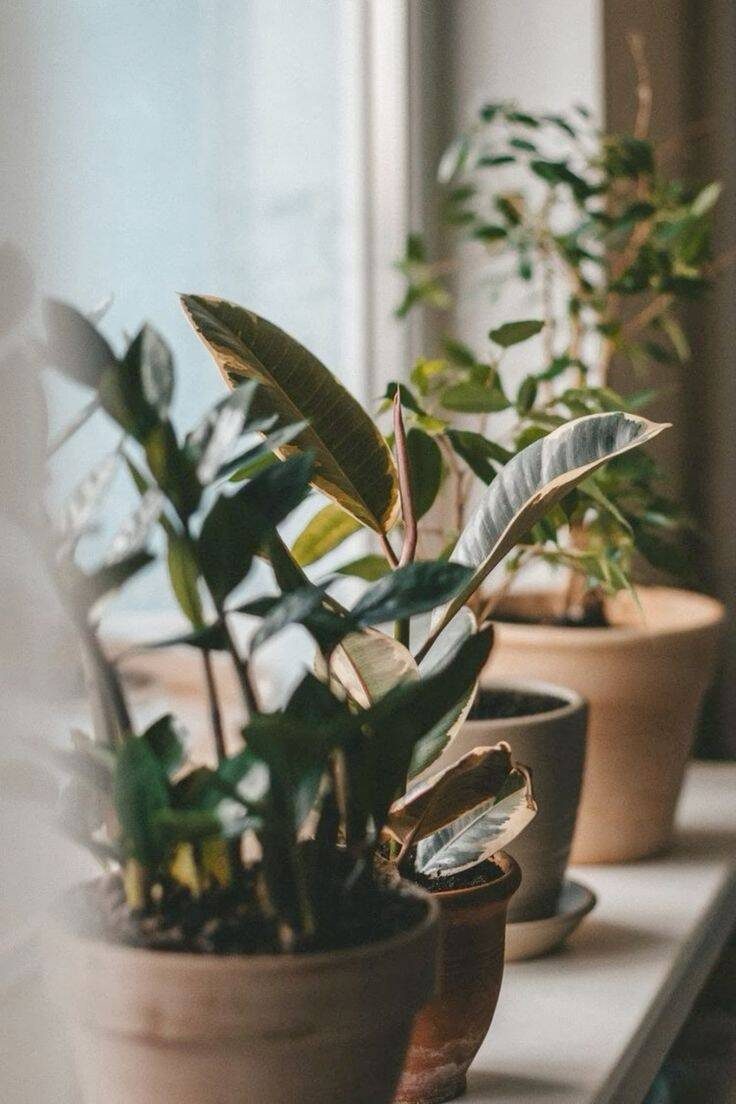 Potted ficus and rubber plant leaves in soft window light